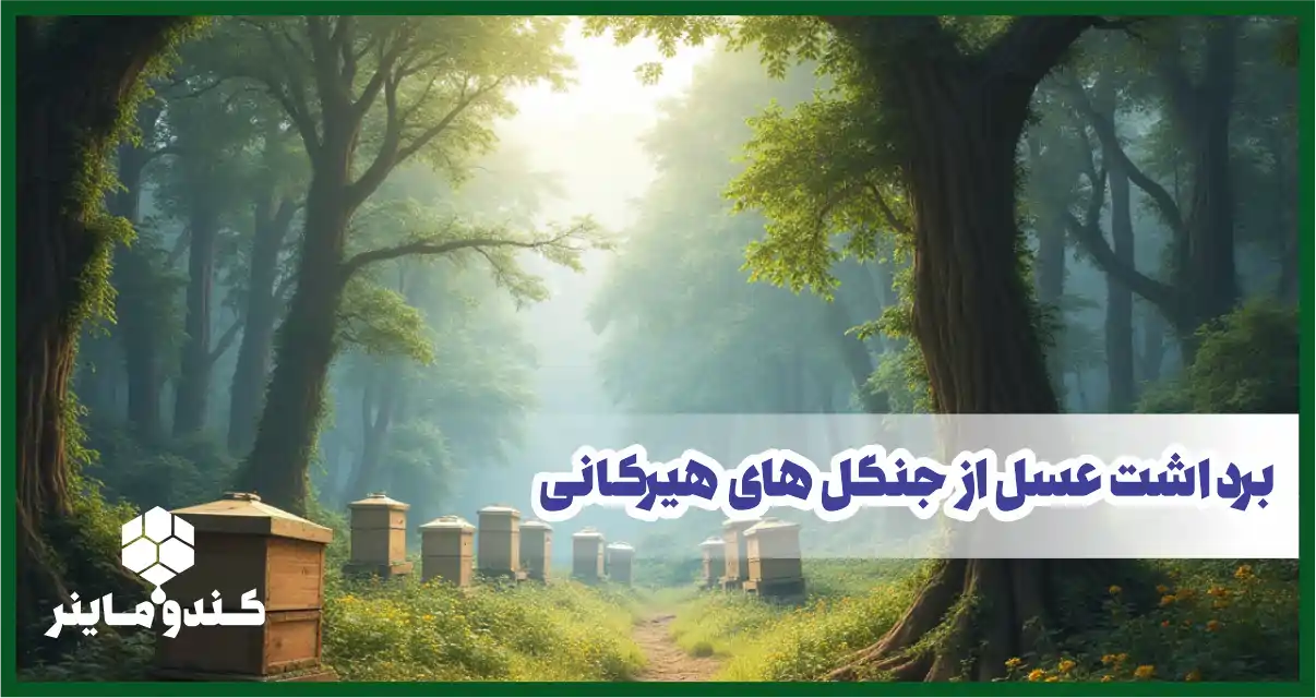 برداشت عسل  جنگل از جنگل های هیرکانی سال 1404